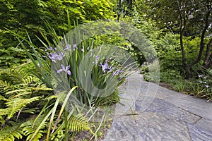 Slate Stone Garden Path with Oregon Irises