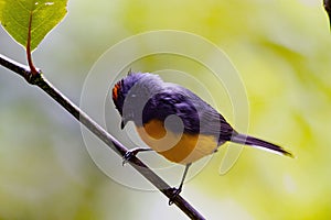 Slate-throated whitestart, Myioborus miniatus, on a branch