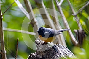 Slate-throated whitestart, Myioborus miniatus, on a branch