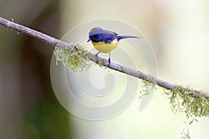 Slate-throated Whitestart   843957