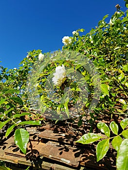 A slate tiled roof with a climbing rose.