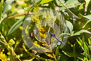 Slater Skimmer Dragonfly on Leaf