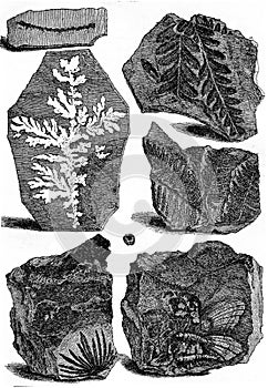 Slates bearing fossils, vintage engraving