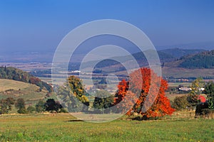 Slatinske lazy village with red cherry tree