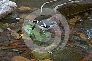 Slaty-backed forktail, Grijsmantelvorkstaart, Enicurus schistaceus