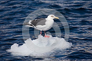 Slaty-backed Gull, Kamtsjatkameeuw, Larus schistisagus