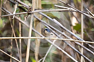 Slaty - blue Flycatcher