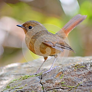 Slaty-blue Flycatcher bird