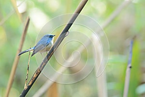 Slaty-blue Flycatcher (Bird perching on branch)