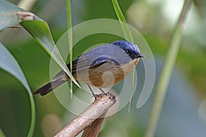 Slaty-blue Flycatcher Ficedula tricolor Beautiful Male Birds of Thailand