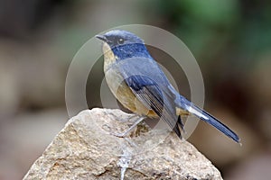 Slaty-blue Flycatcher Ficedula tricolor Male Birds of Thailand