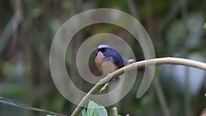 Slaty-blue Flycatcher Ficedula tricolor Male Cute Birds of Thailand