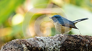 Slaty-blue Flycatcher perching on an old tree trunk