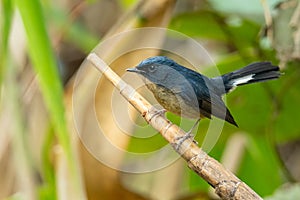 Slaty-blue Flycatcher perching on a perch