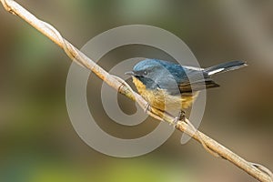 Slaty-blue Flycatcher perching on a perch