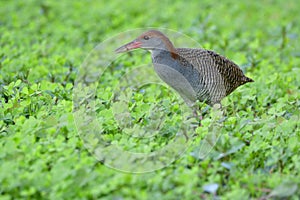 Slaty-breasted Rail gallirallus striatus grey breast bird with camouflage wings, brown head and pink bills standing photo