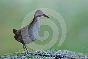 slaty-breasted rail (Lewinia striata) grey chest with red head and beaks fully standing over dirt pole in rice farm