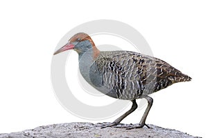 slaty-breasted rail, skitish bird proudly stand on dirt hill isolated on white background