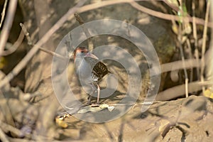 Slaty-brested Rail at Goa,India