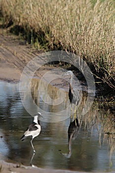 Slaty Egret