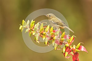 Slaty Flower-piercer - Diglossa plumbea