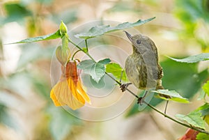 Slaty Flower-piercer - Diglossa plumbea