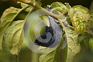 Slaty flowerpiercer - Diglossa plumbea  passerine bird endemic to the highlands of Costa Rica and western Panama, common bird in