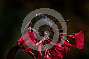 Slaty flowerpiercer, Diglossa plumbea, passerine bird endemic to the Talamancan montane forests, black bird with bent bill sittin