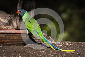 Slaty headed parakeet.