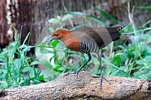 Slaty-legged Crake Rallina eurizonoides Beautiful Birds of Thailand perching on the tree