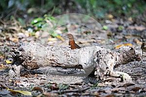 Slaty - legged Crake