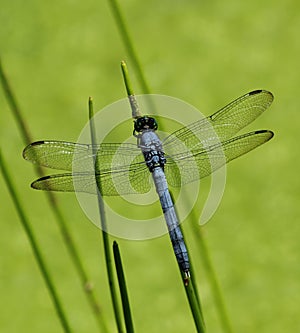 Slaty Skimmer Dragonfly photo