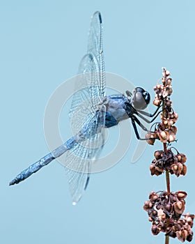 Slaty Skimmer