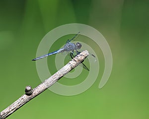 Slaty Skimmer dragonfly hovering above a stick, its wings spread wide.