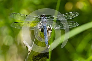 Slaty skimmer dragonfly at Morey Pond in Wilmot, New Hampshire.