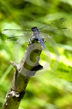 Slaty skimmer dragonfly at Morey Pond in Wilmot, New Hampshire.
