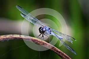 A slaty skimmer dragonfly stares down the photographer on a blade of sawgrass