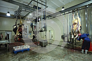 At the slaughterhouse. Butchers skinning carcasses of caws using hoist and knives, pneumatic stunning killing box, other