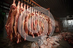 slaughterhouse cows, hanging on hooks in the cold half of cows photo