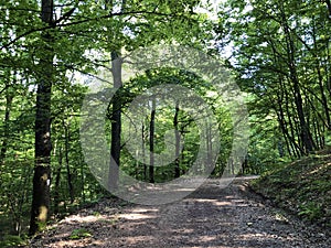 Slavonian forest on the slopes of the Pozega Basin