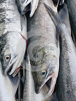 Slay sockeye salmon all day photo