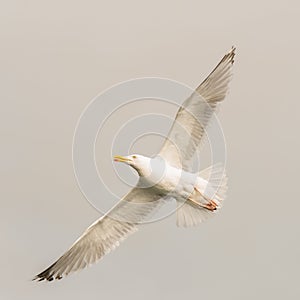 Slea Head flying bird seagull sunset Ireland beautiful colors