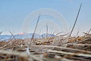 Sleazy dry grass against a blue sky