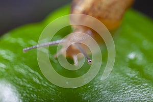 Sleazy Snail Eye on Green Pepper Background