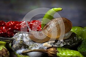 Sleazy Snail on Moulded Colorful Peppers photo