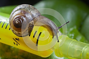 Sleazy Snail on Yellow Vivid Injection