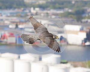 Slechtvalk, Peregrine Falcon, Falco peregrinus