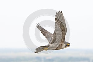 Slechtvalk, Peregrine Falcon, Falco peregrinus