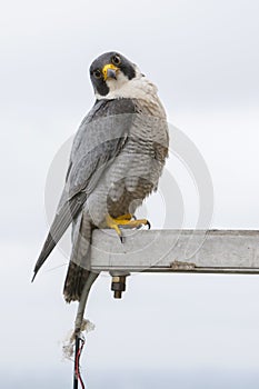 Slechtvalk, Peregrine Falcon, Falco peregrinus