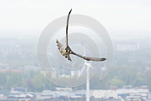 Slechtvalk, Peregrine Falcon, Falco peregrinus